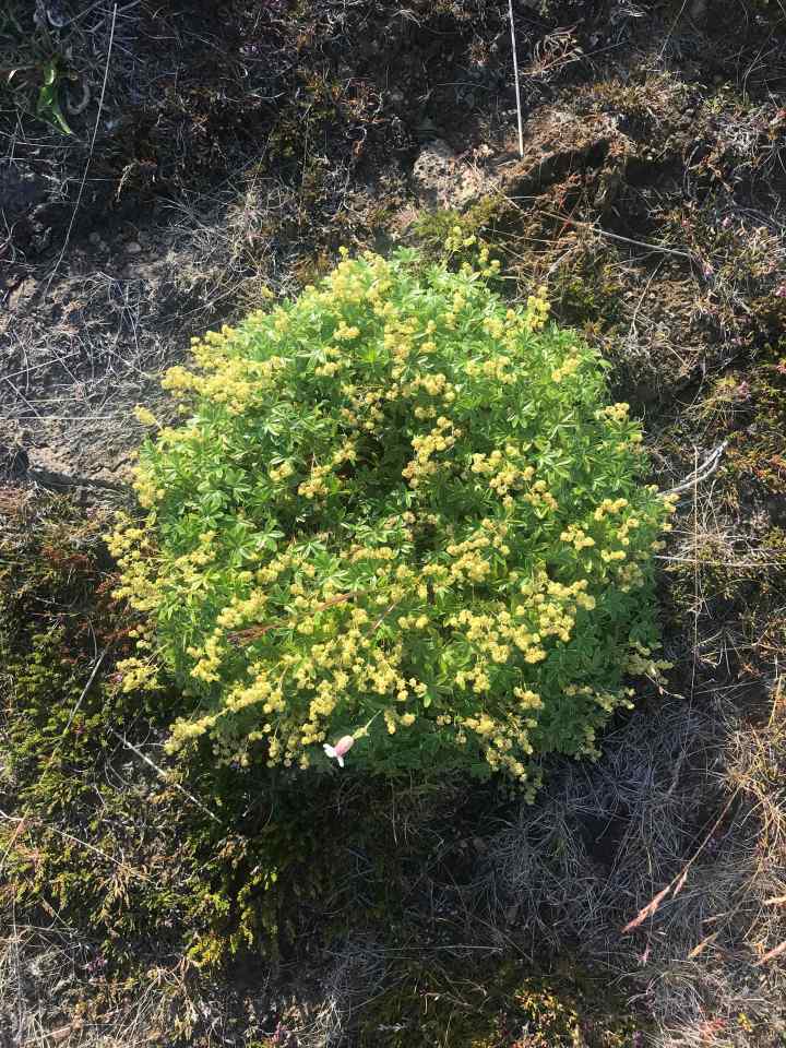 北国の夏のお花